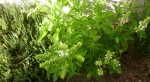 Home Herb Gardens - Basil in garden