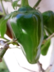 Home Herb Gardens - Bullet Chillies