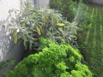 Home Herb Gardens Rain